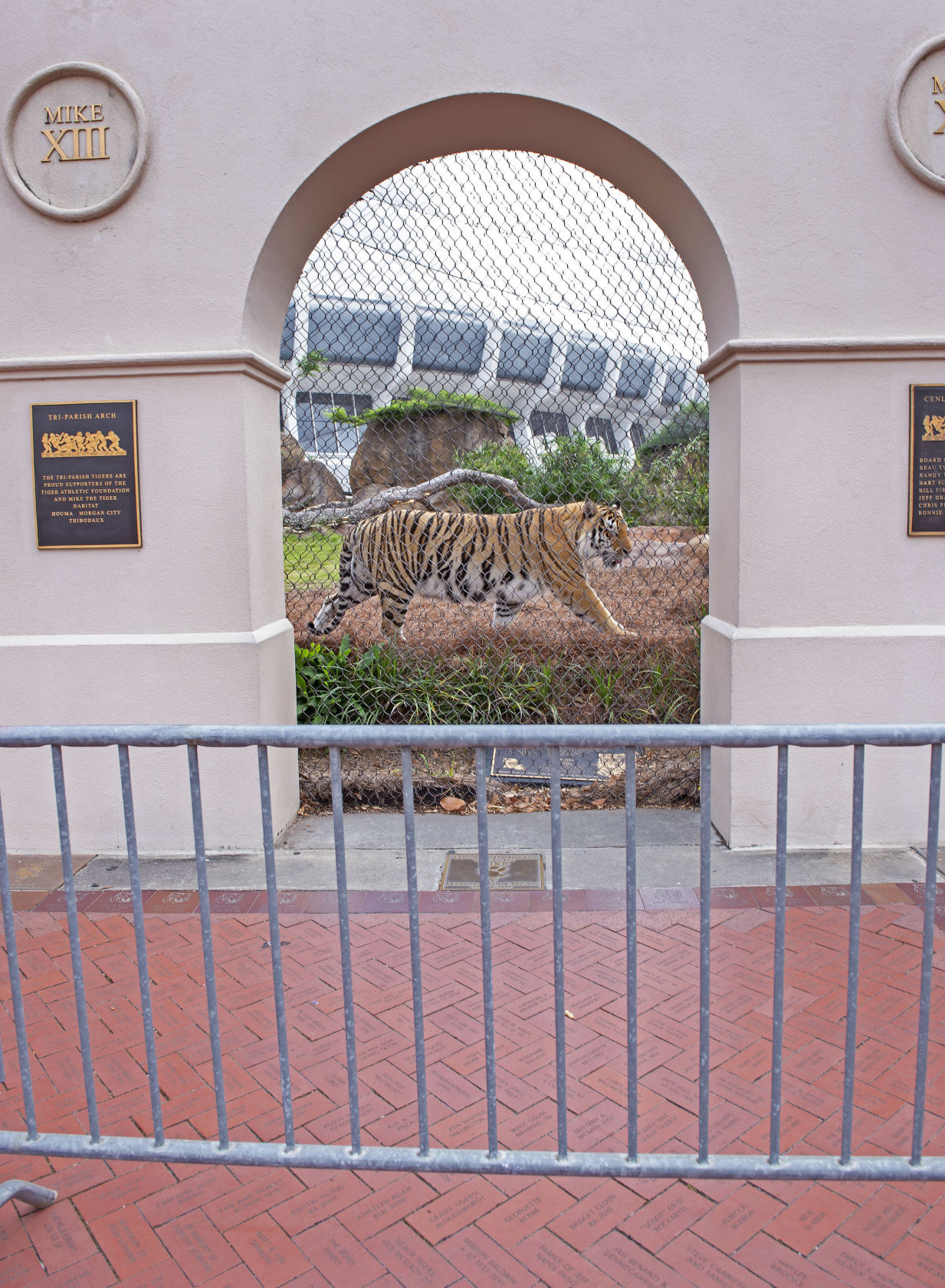 BR.tigerhabitatbarricade.adv. 0093 bf.JPG